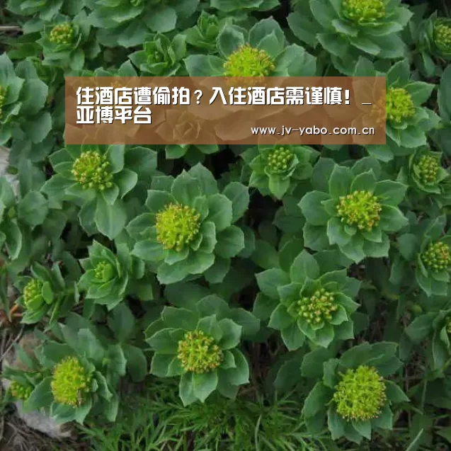 亚博体育下载